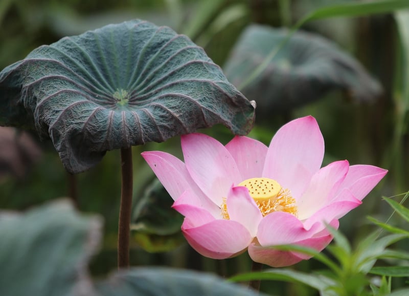 Mindful Respiration